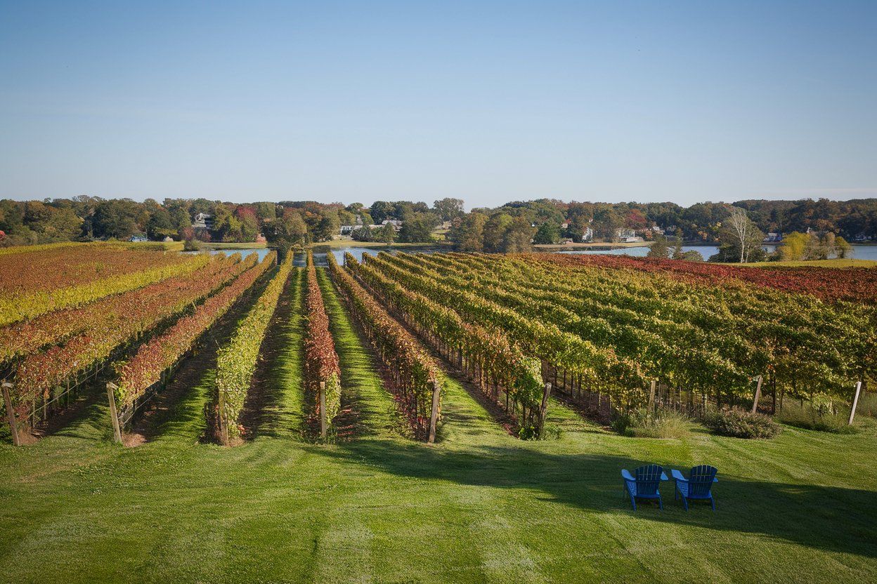 Connecticut Vineyards